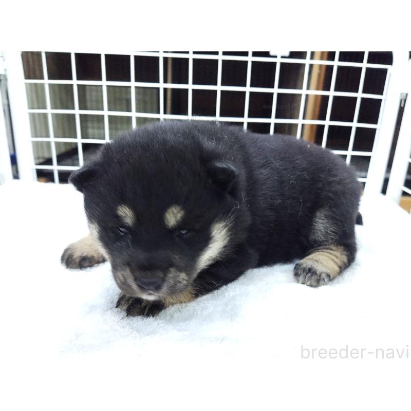 商談中の大阪府の柴犬-451440の2枚目