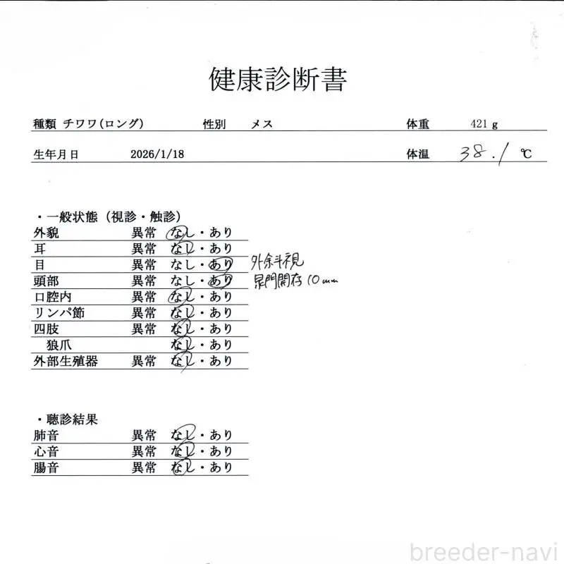 販売中の群馬県のチワワ(ロングコート)-451442の2枚目