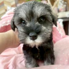 ♀︎ミニチュアシュナウザー