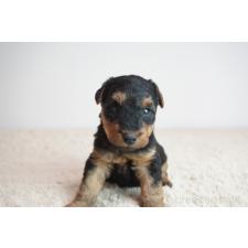 ♀︎ウェルシュテリア