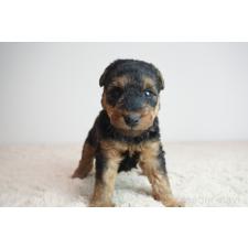 ♀︎ウェルシュテリア