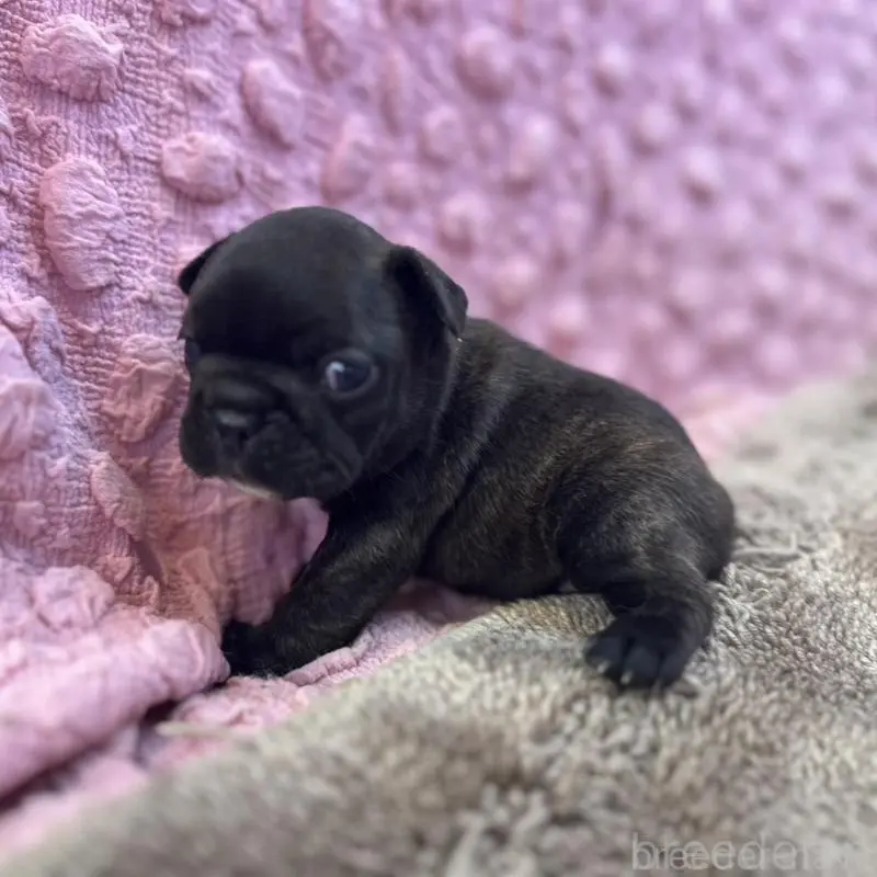 販売中の茨城県のフレンチブルドッグ-451444の11枚目