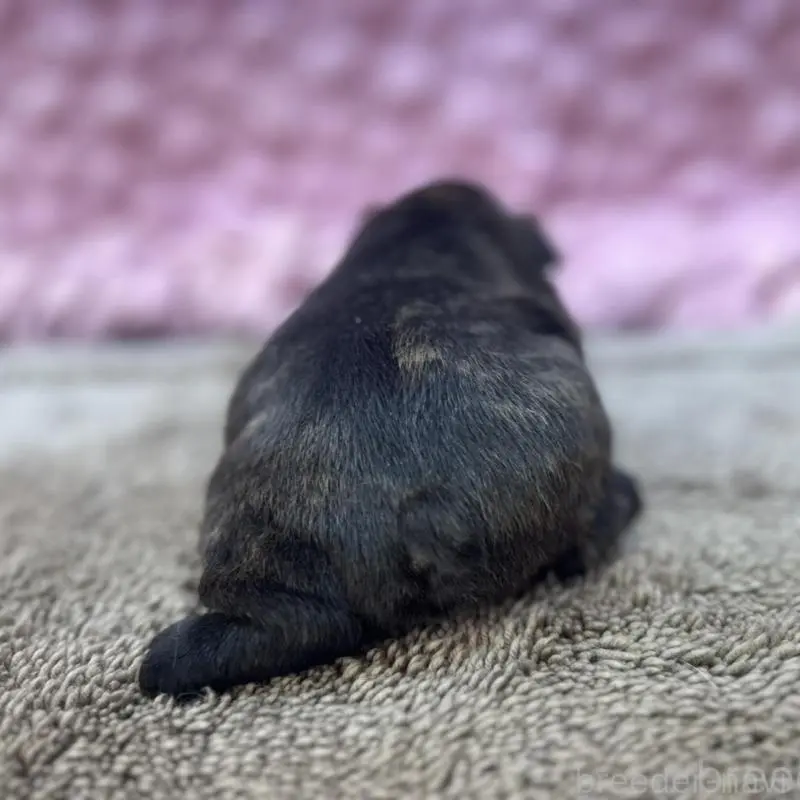 販売中の茨城県のフレンチブルドッグ-451444の10枚目