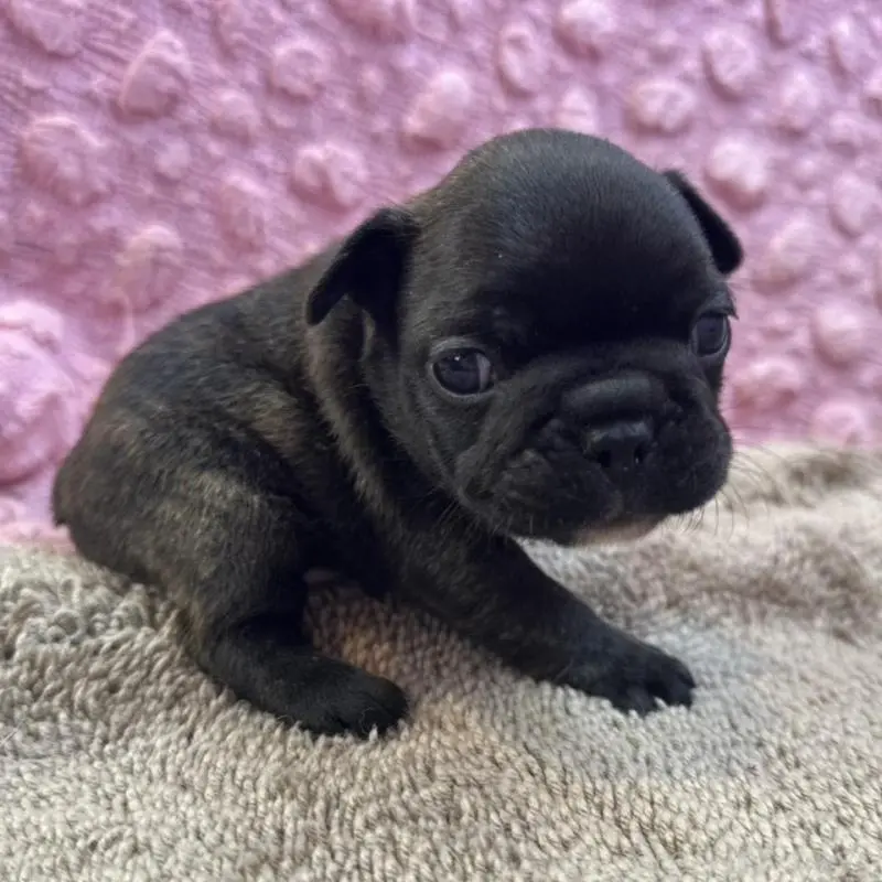 販売中の茨城県のフレンチブルドッグ-451444の9枚目