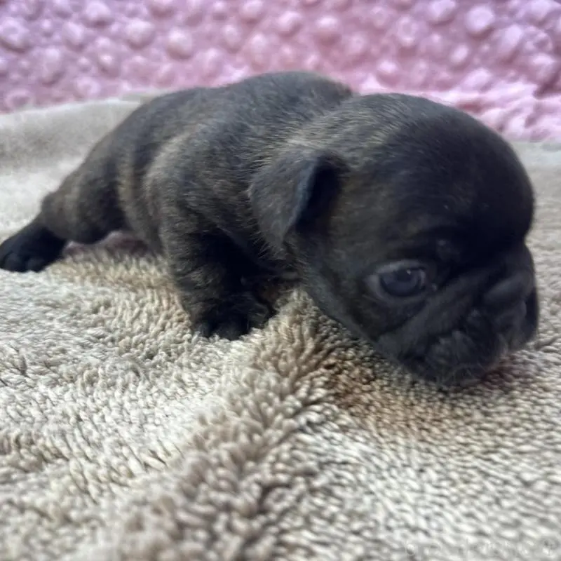 販売中の茨城県のフレンチブルドッグ-451444の8枚目