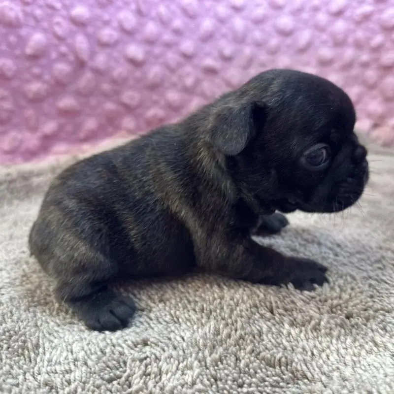 販売中の茨城県のフレンチブルドッグ-451444の7枚目