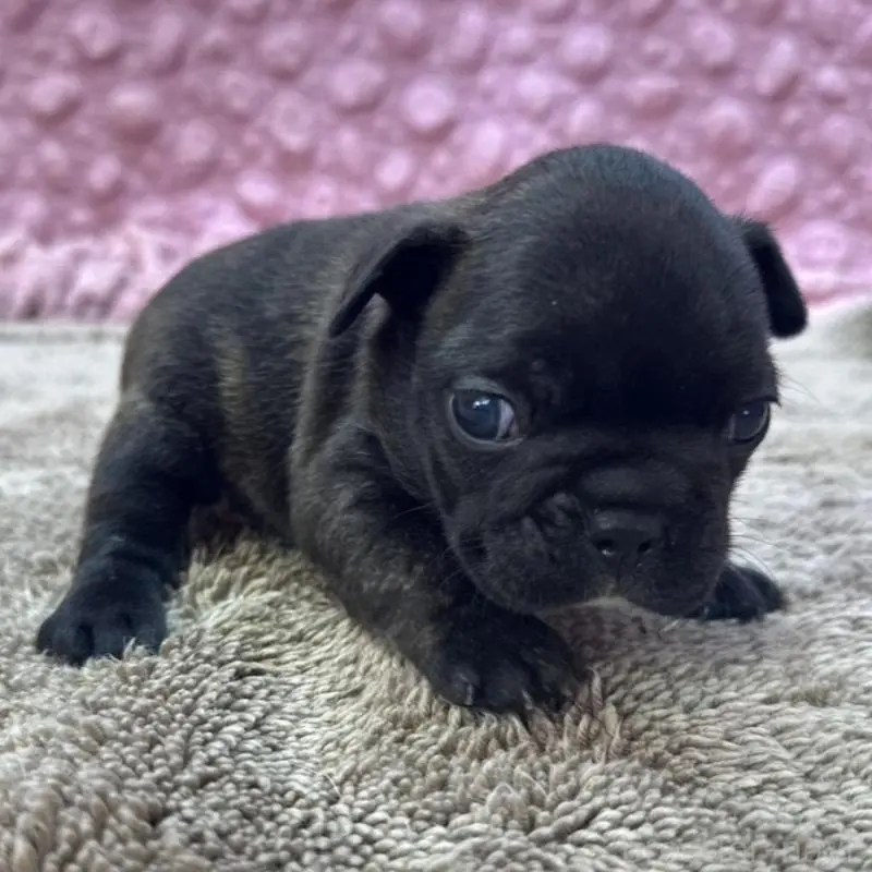 販売中の茨城県のフレンチブルドッグ-451444の6枚目