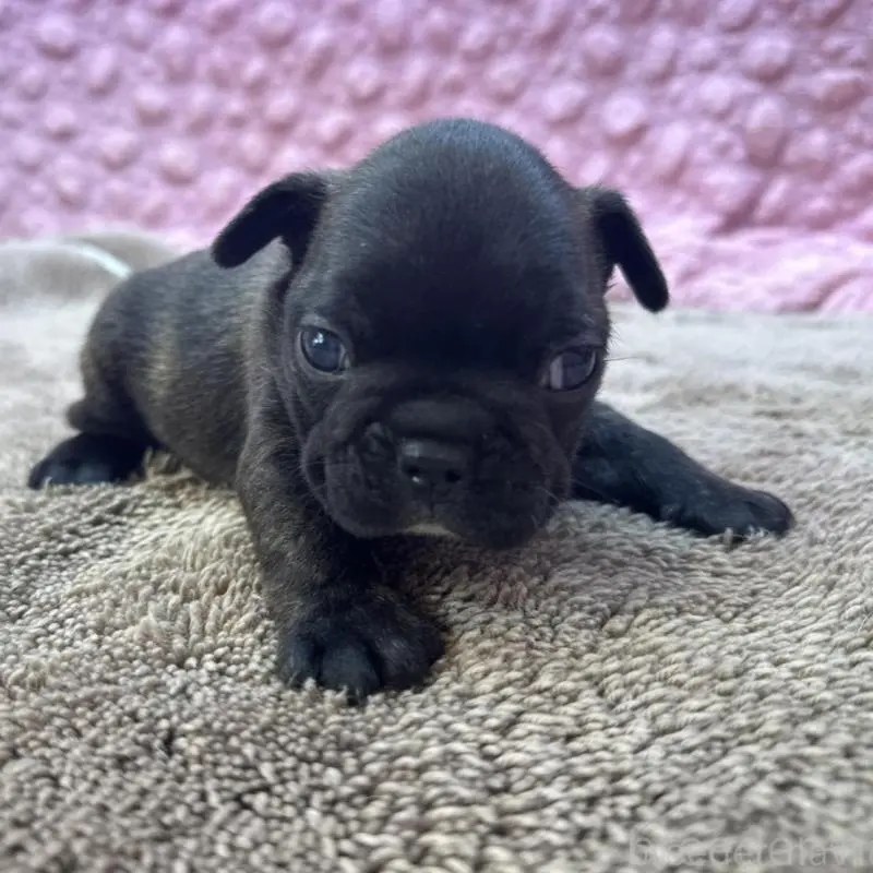 販売中の茨城県のフレンチブルドッグ-451444の5枚目