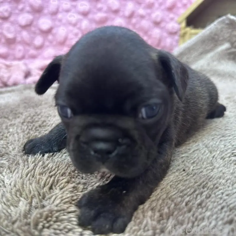 販売中の茨城県のフレンチブルドッグ-451444の4枚目