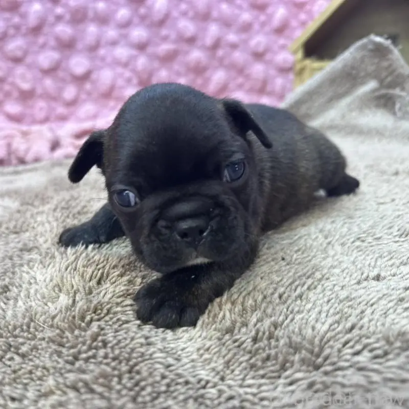 販売中の茨城県のフレンチブルドッグ-451444の3枚目