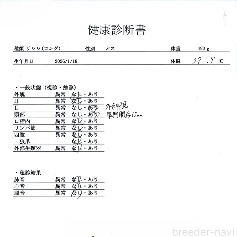 販売中の群馬県のチワワ(ロングコート)-451443の2枚目