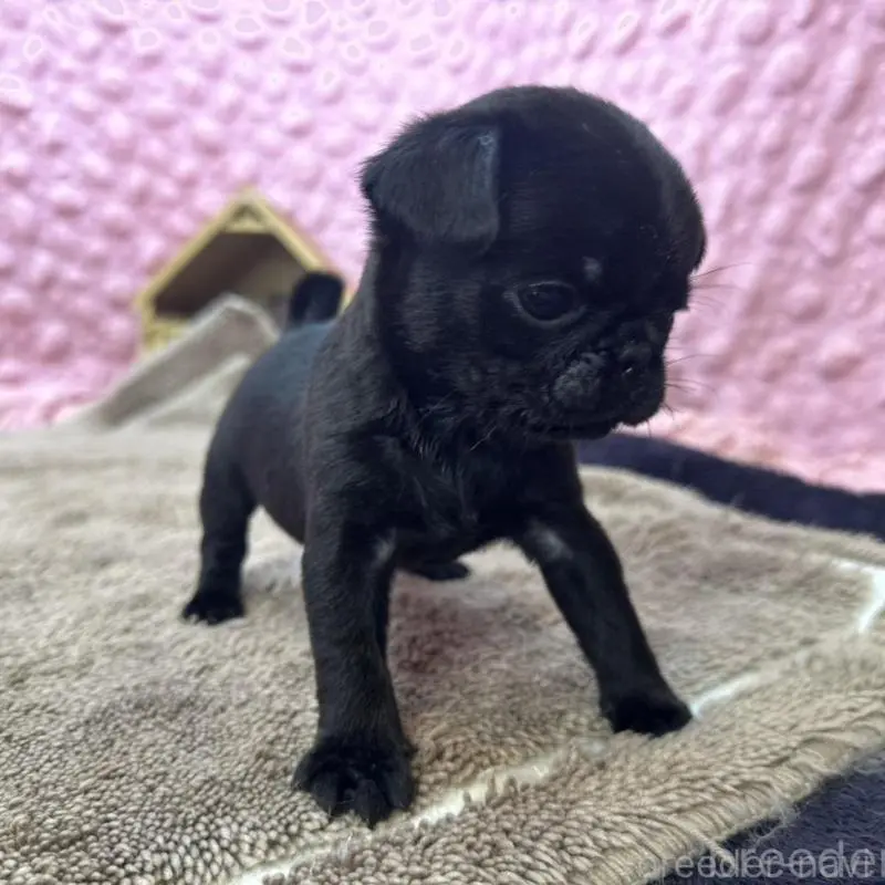 販売中の茨城県のパグ-451448の13枚目