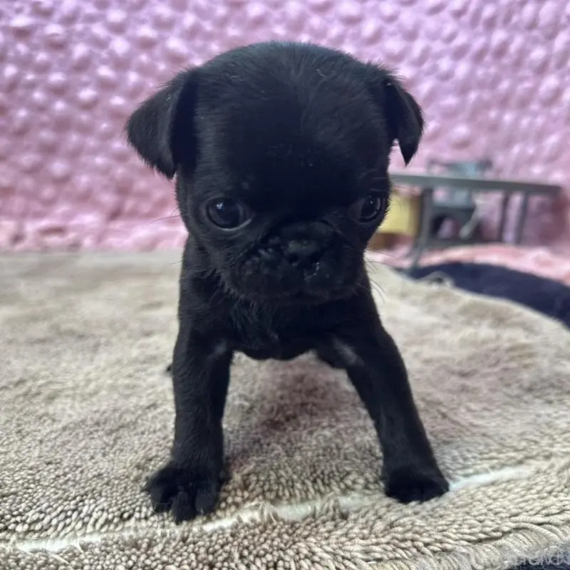 販売中の茨城県のパグ-451448の12枚目