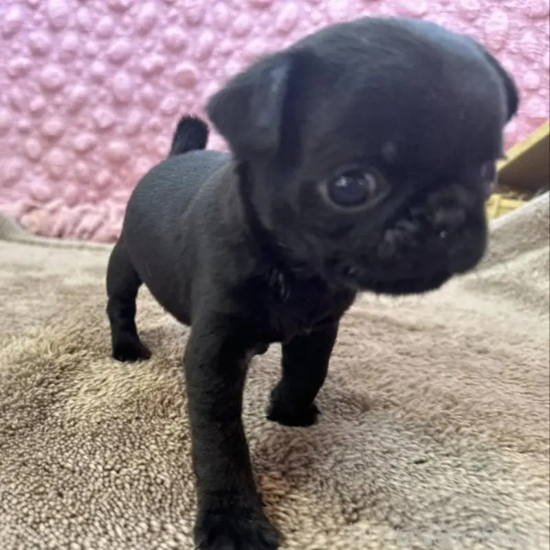 販売中の茨城県のパグ-451448の11枚目