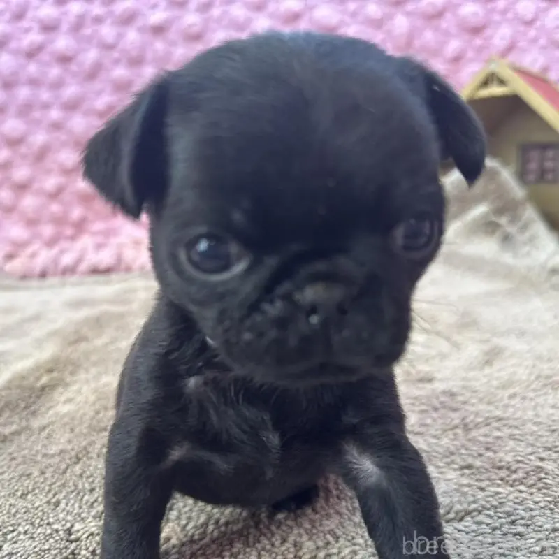 販売中の茨城県のパグ-451448の10枚目