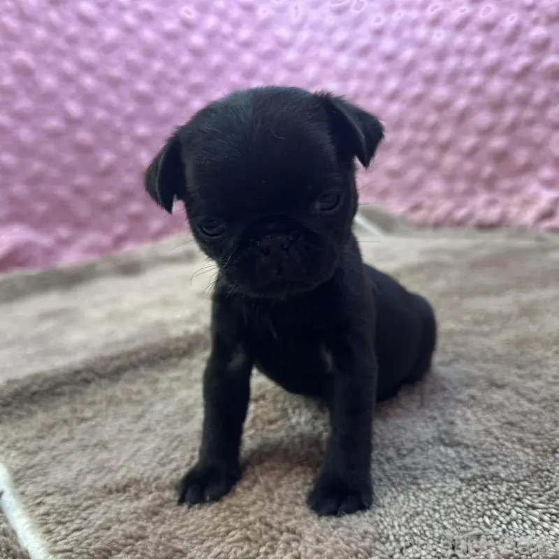 販売中の茨城県のパグ-451448の9枚目