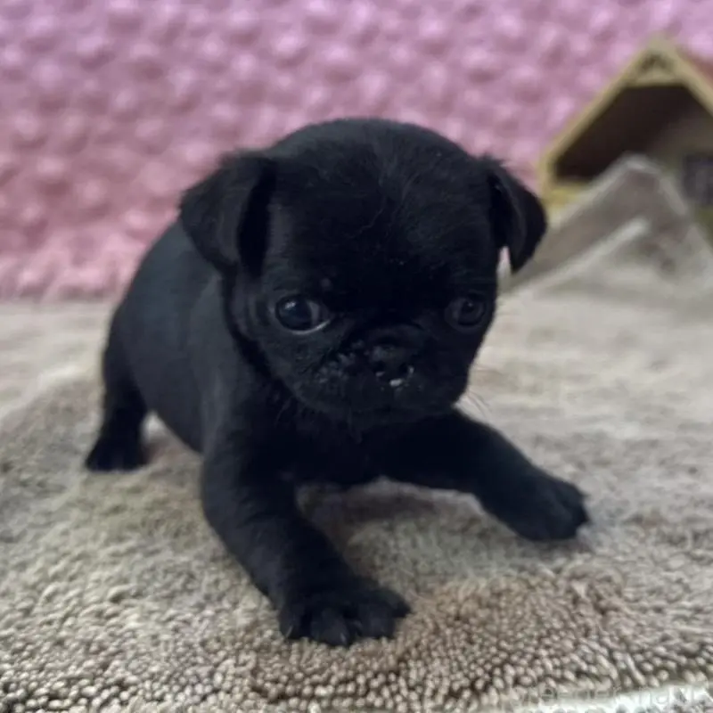 販売中の茨城県のパグ-451448の8枚目