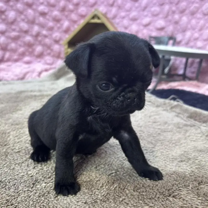 販売中の茨城県のパグ-451448の7枚目