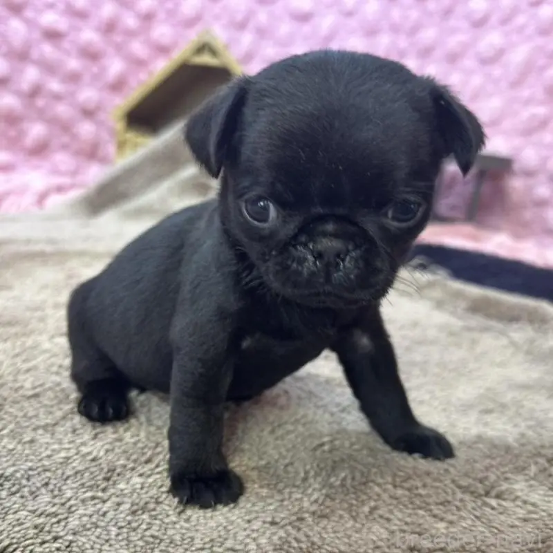 販売中の茨城県のパグ-451448の6枚目