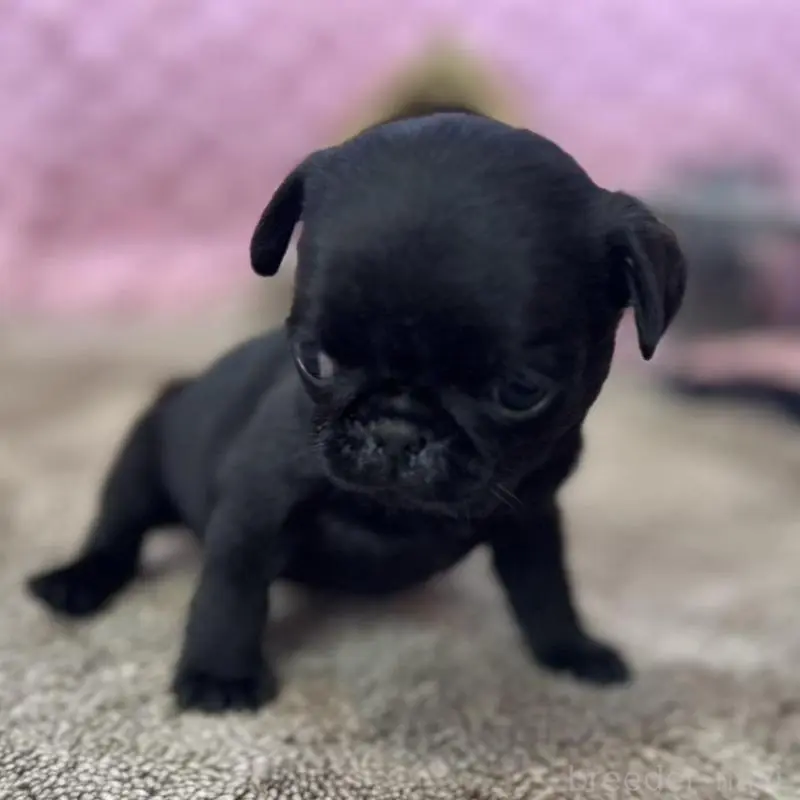 販売中の茨城県のパグ-451448の5枚目