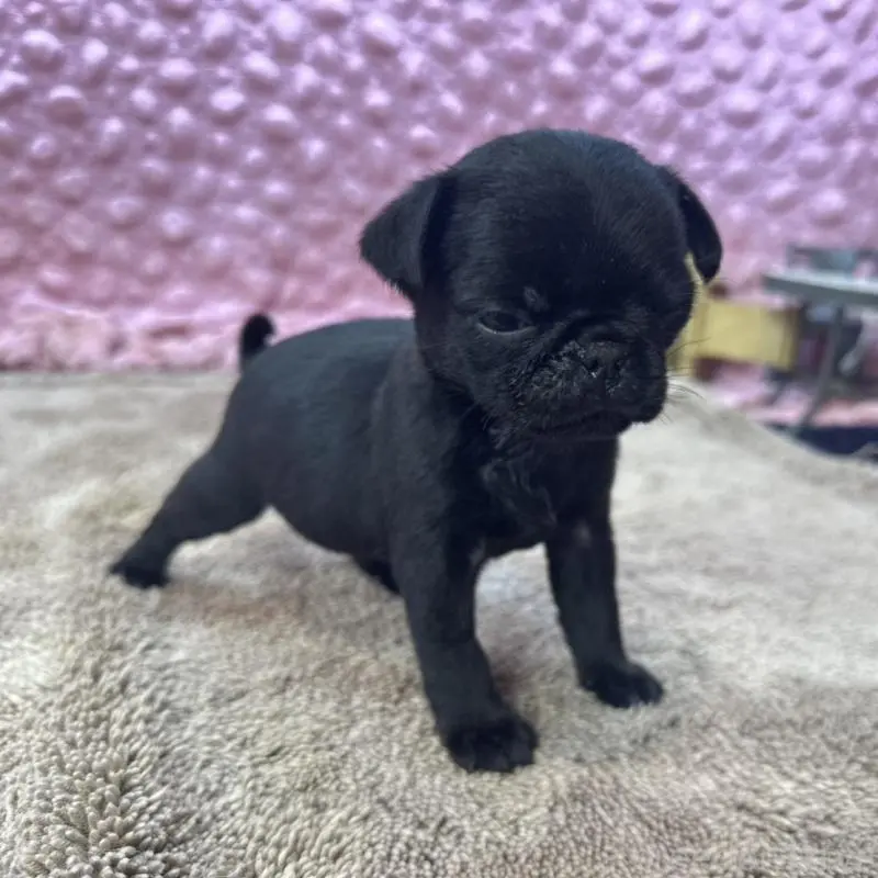 販売中の茨城県のパグ-451448の4枚目