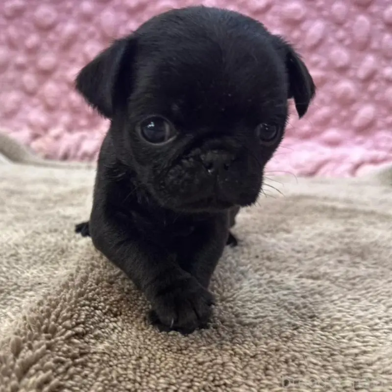 販売中の茨城県のパグ-451448の3枚目