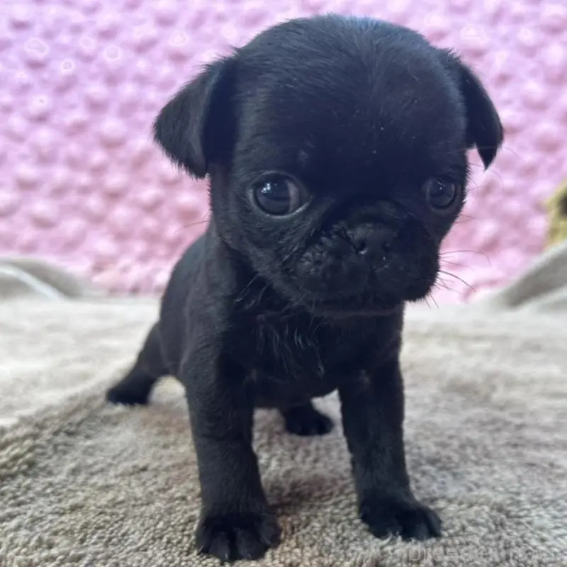 販売中の茨城県のパグ-451448の2枚目