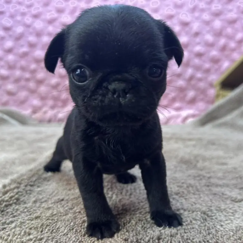 販売中の茨城県のパグ-451448