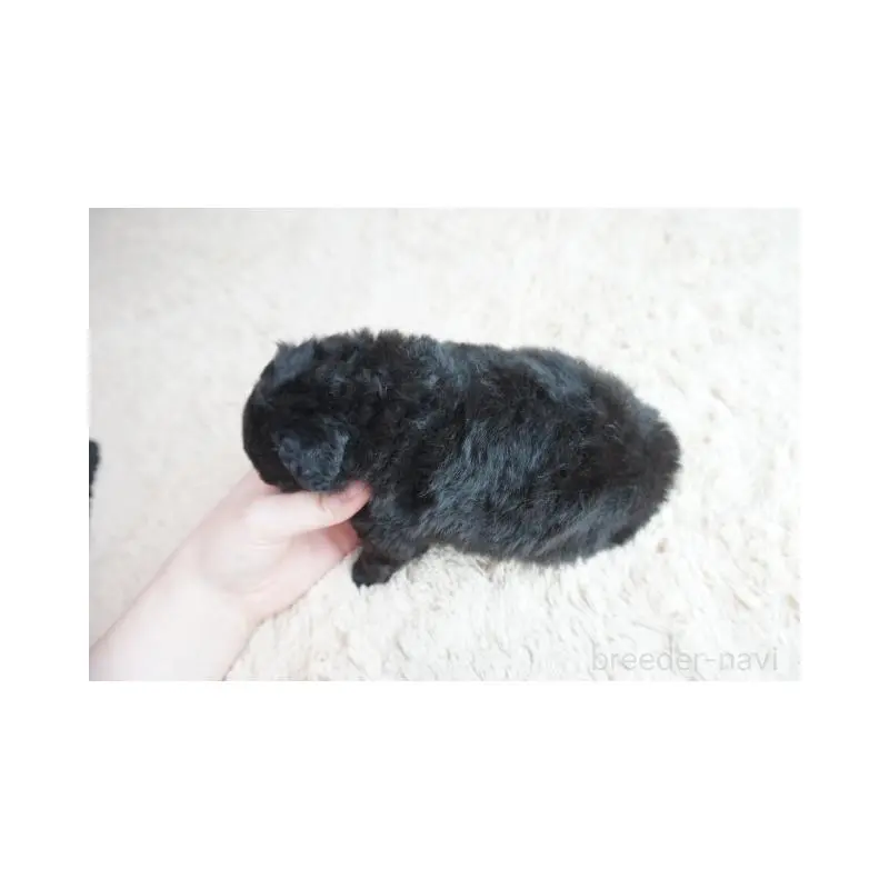 販売中の奈良県のトイプードル-451450の5枚目