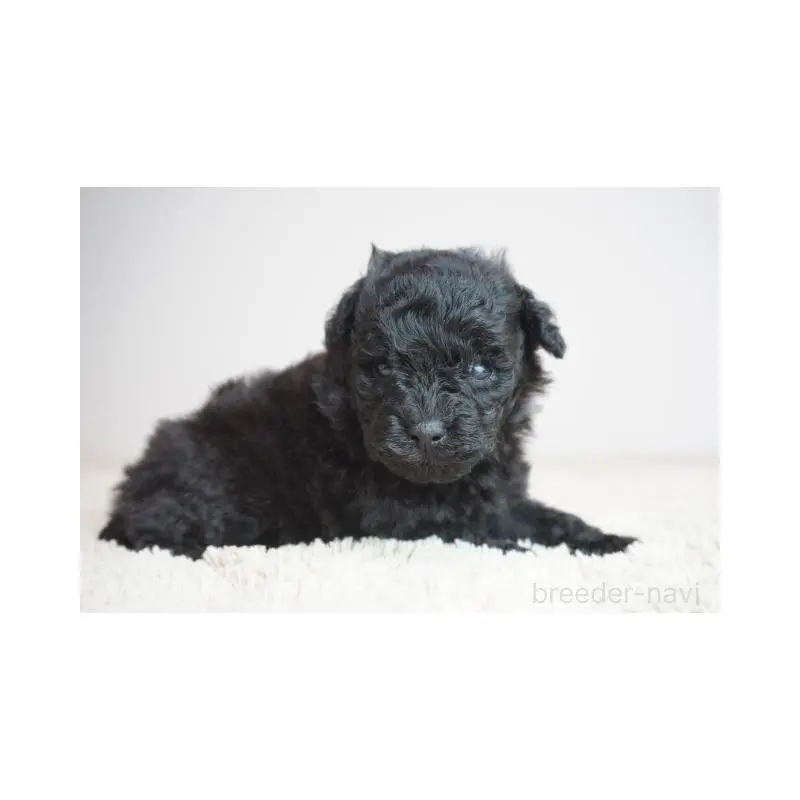 販売中の奈良県のトイプードル-451450の2枚目