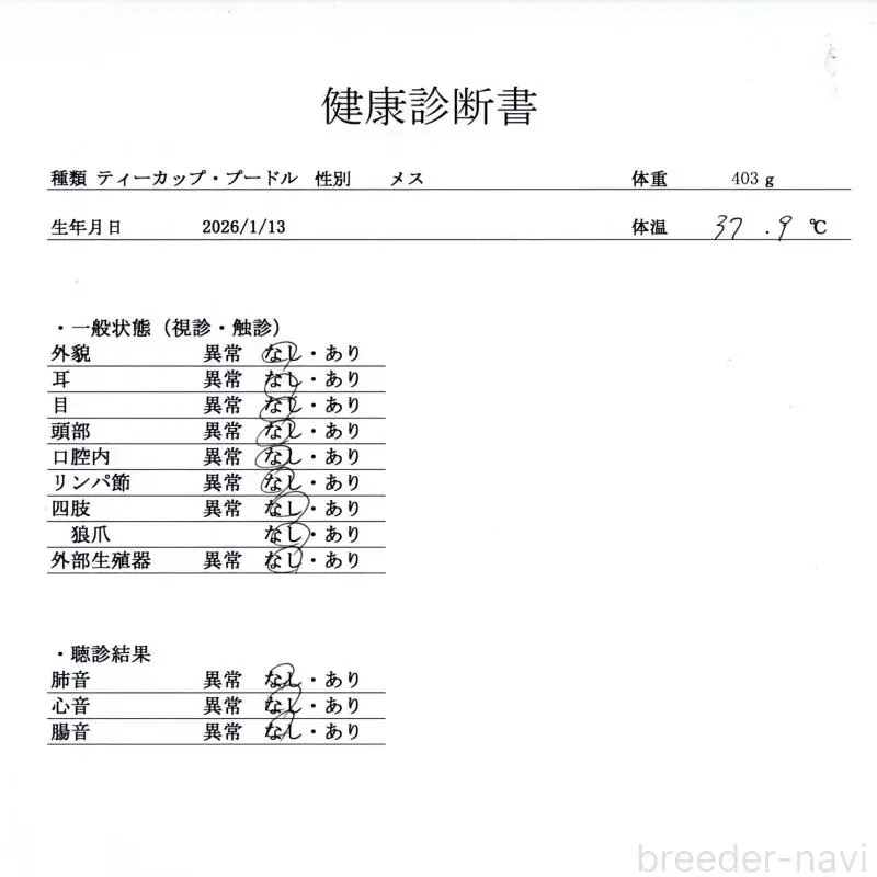 販売中の群馬県のトイプードル-451451の2枚目