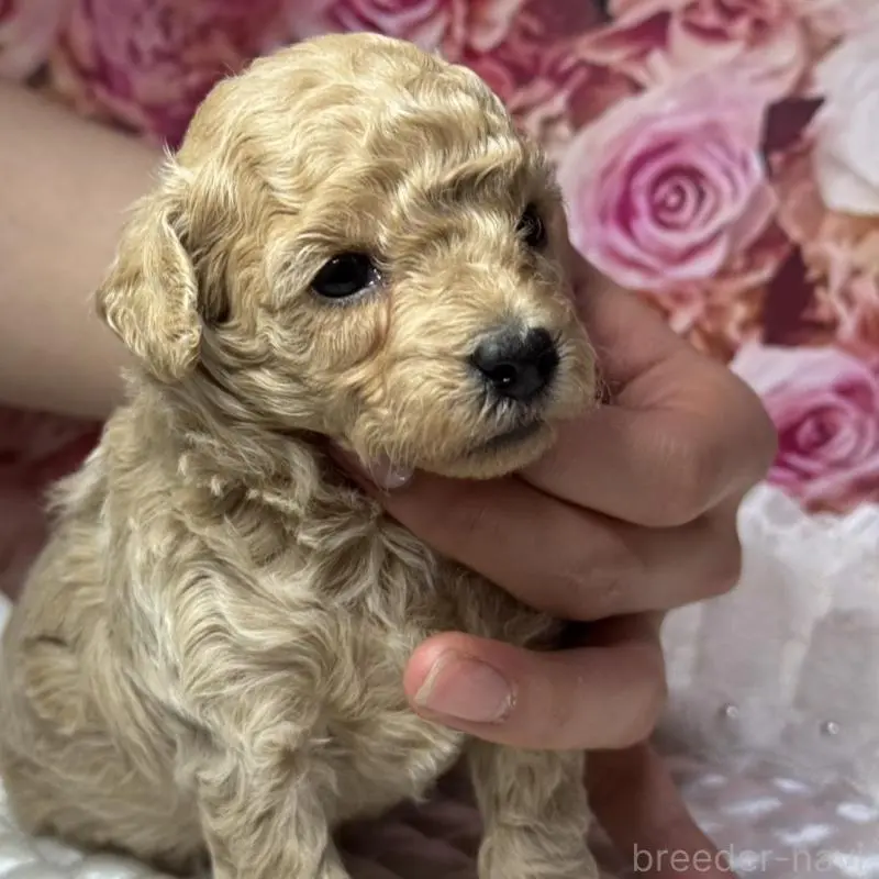 販売中の広島県のトイプードル-451452の5枚目