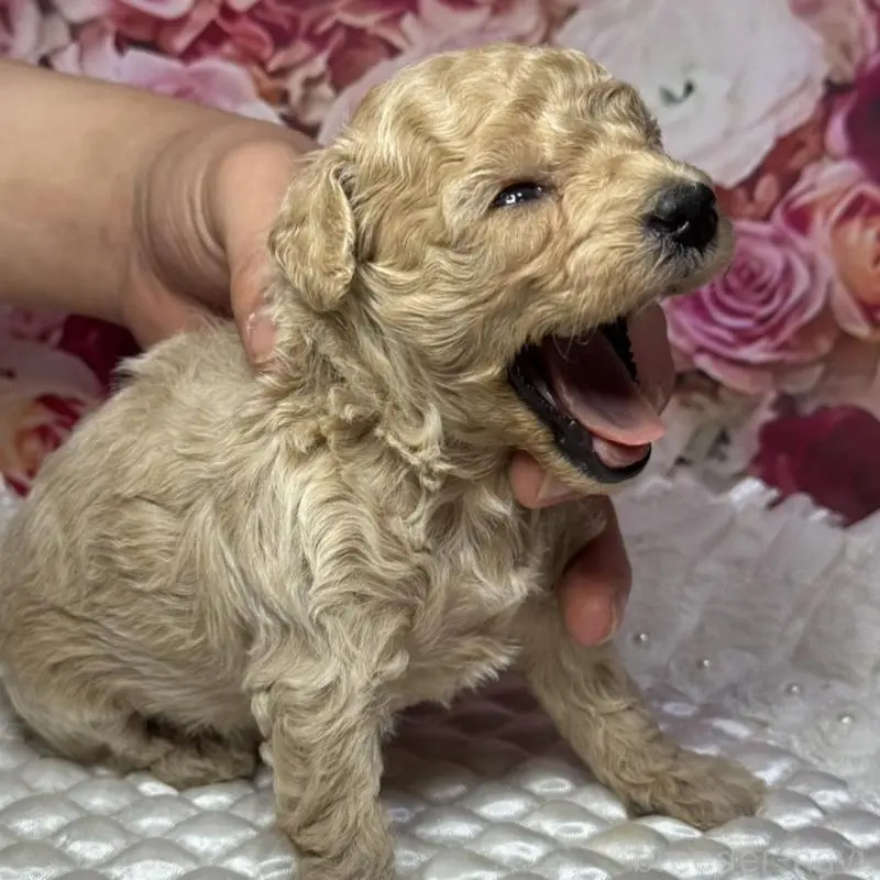 販売中の広島県のトイプードル-451452の4枚目