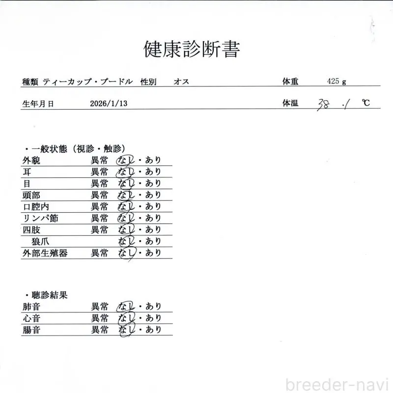 販売中の群馬県のタイニープードル-451453の2枚目