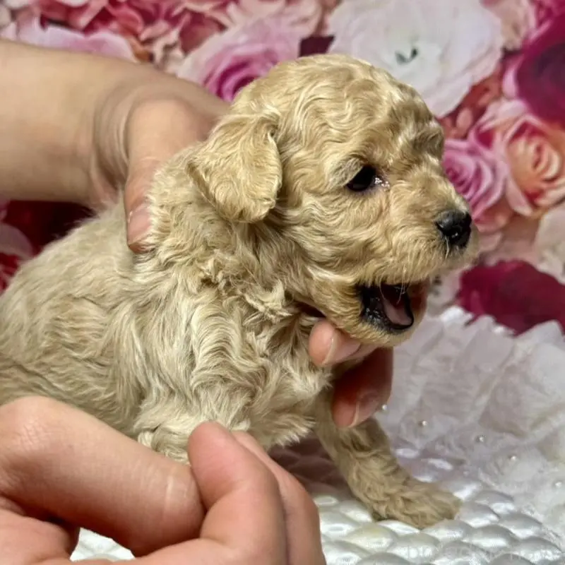 販売中の広島県のトイプードル-451452の3枚目