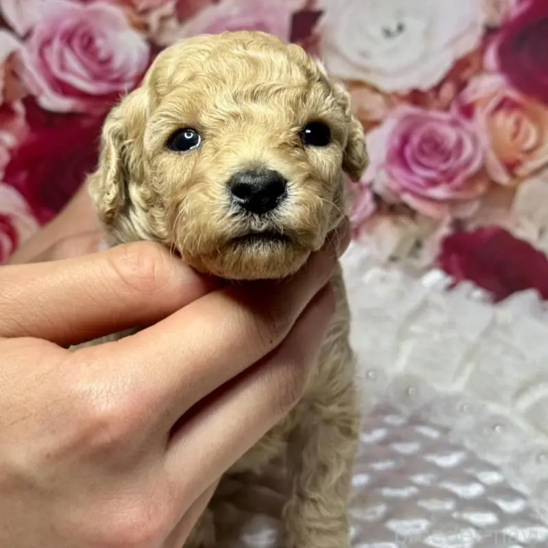 販売中の広島県のトイプードル-451452の2枚目