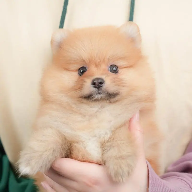 販売中の群馬県のポメラニアン-451456