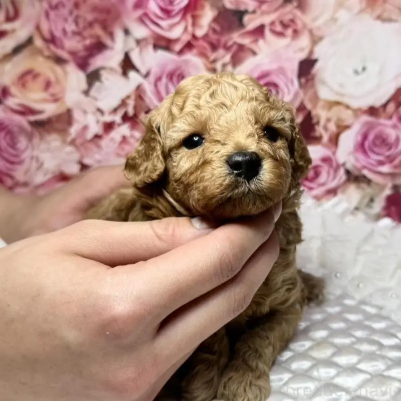 販売中の広島県のトイプードル-451455の5枚目