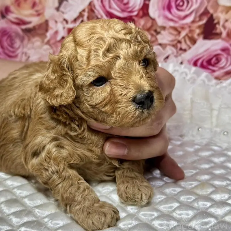 販売中の広島県のトイプードル-451455の4枚目