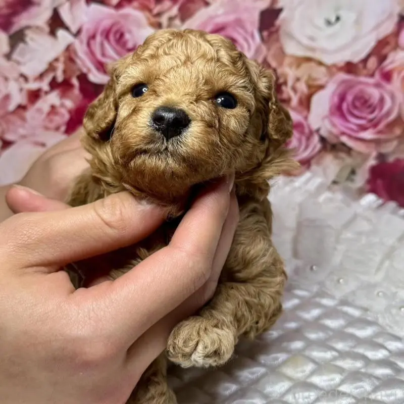 販売中の広島県のトイプードル-451455の3枚目