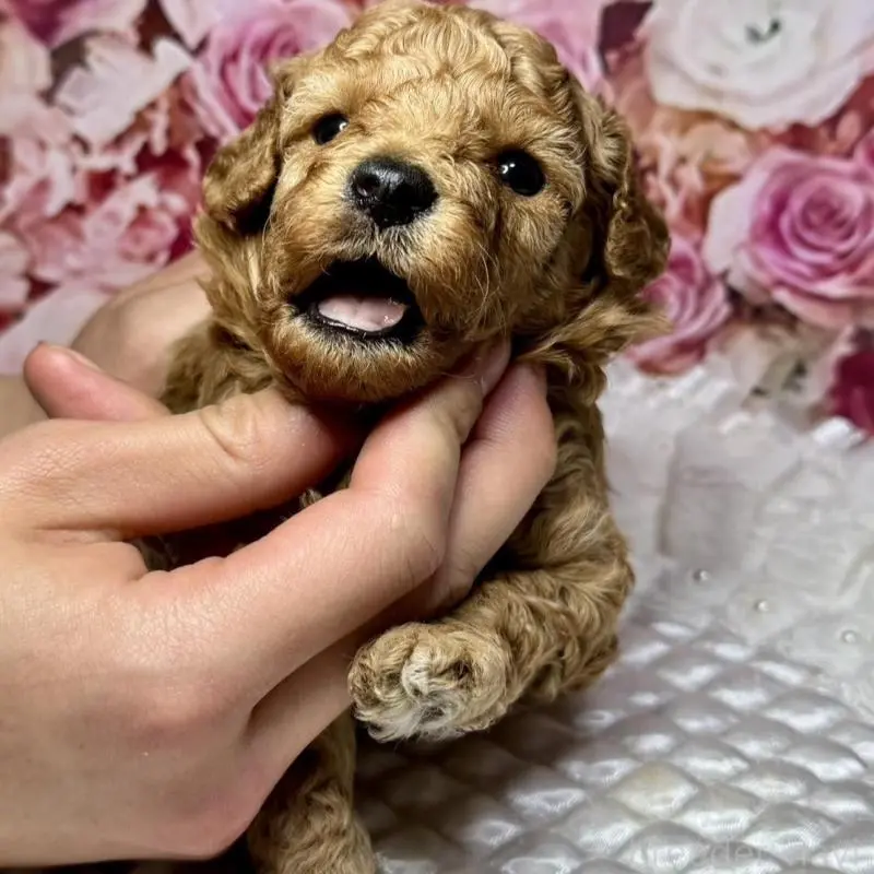 販売中の広島県のトイプードル-451455の2枚目