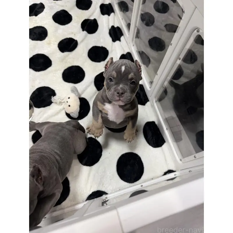 販売中の香川県のアメリカンブリー-451462の5枚目