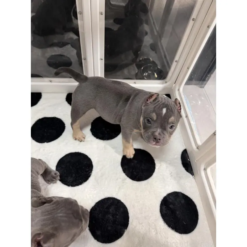 販売中の香川県のアメリカンブリー-451462の4枚目