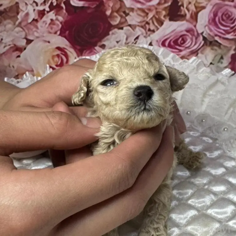 販売中の広島県のティーカッププードル-451459の5枚目