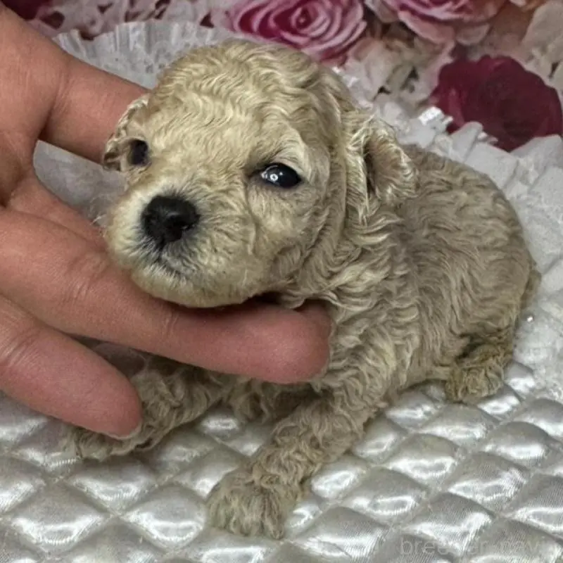 販売中の広島県のティーカッププードル-451459の4枚目