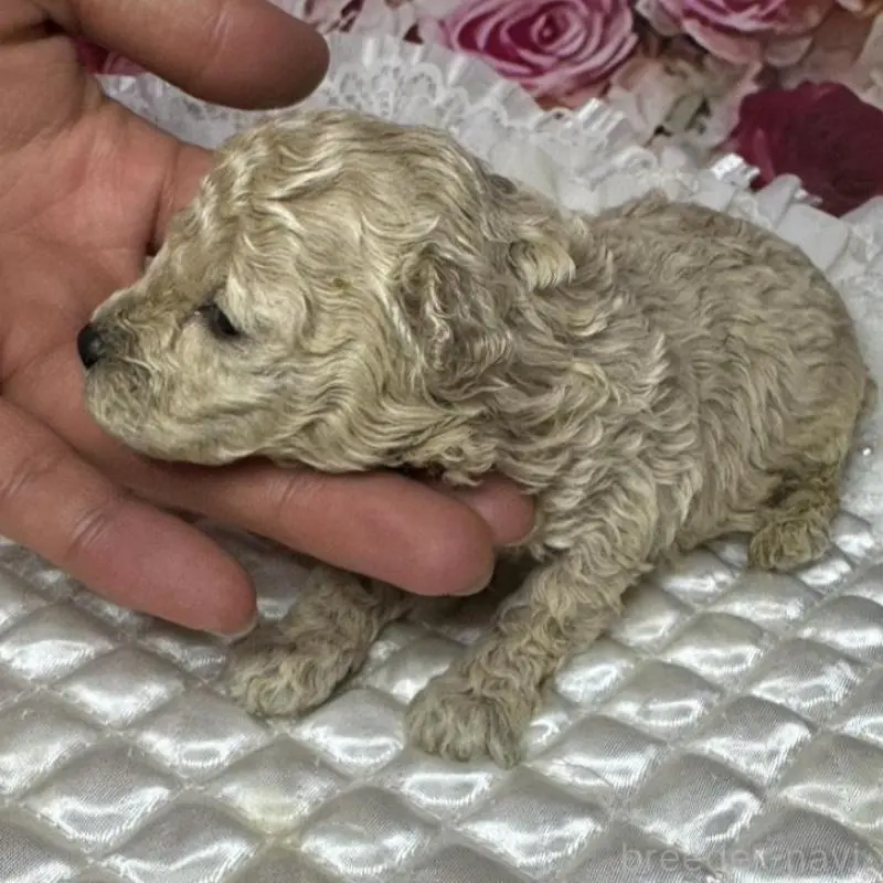 販売中の広島県のティーカッププードル-451459の3枚目