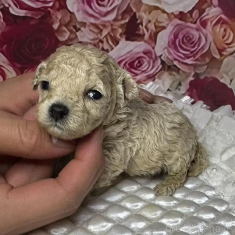 販売中の広島県のティーカッププードル-451459の2枚目