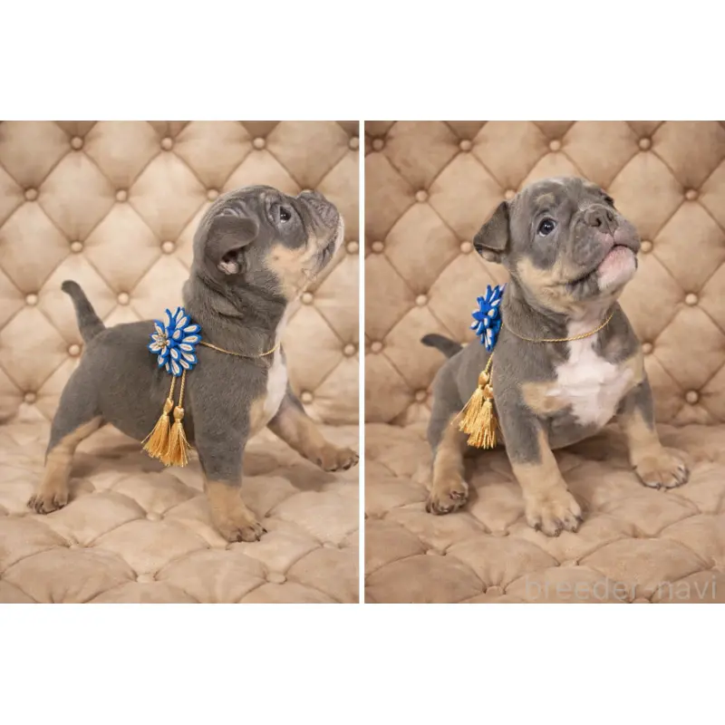 販売中の香川県のアメリカンブリー-451462の3枚目