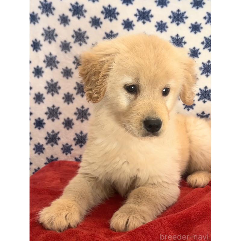 販売中の茨城県のゴールデンレトリーバー-444070の5枚目