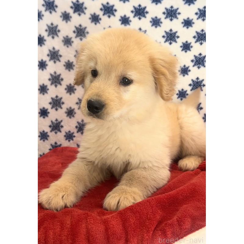 販売中の茨城県のゴールデンレトリーバー-444070の4枚目